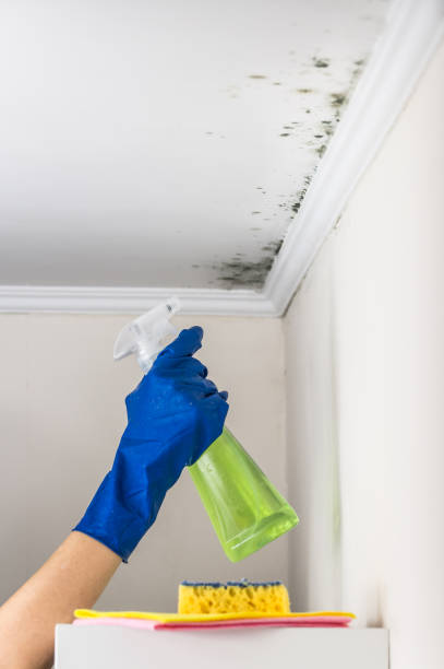 Best Attic Mold Remediation in USA